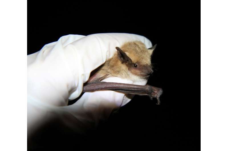 Could bats guide humans to clean drinking water in places where it's scarce?