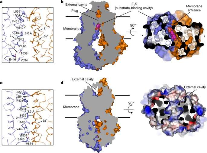 **Cryogenic-Electron Microscopy (Cryo-EM) structures of a human ABCG2 mutant transporter protein
