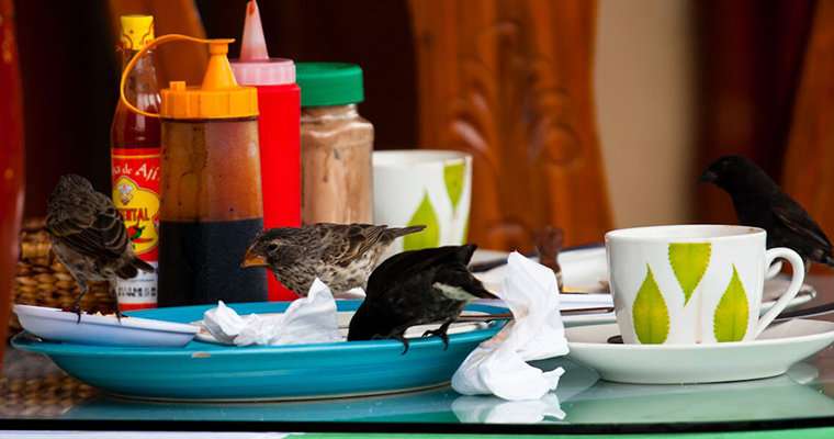 Darwin’s Finches Have Developed a Taste for Junk Food, and It May Be Impacting Their Evolution