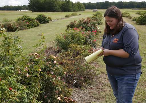 Deadly plant disease threatens $250M rose business
