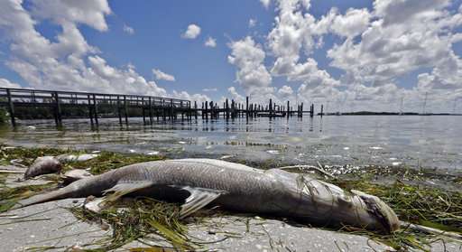 Devastating toxic algae bloom plagues Florida's Gulf Coast