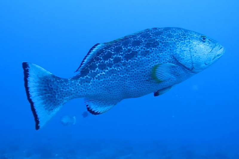 'Eavesdropping' on groupers' mating calls key to survival