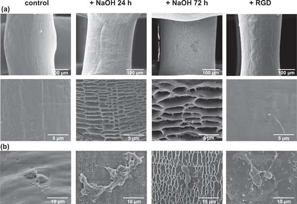 **Enhanced osteogenic activity of pre-osteoblasts on surface-modified 3D printed scaffolds