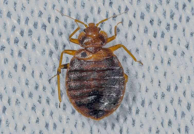 Everything you never wanted to know about bed bugs, and more