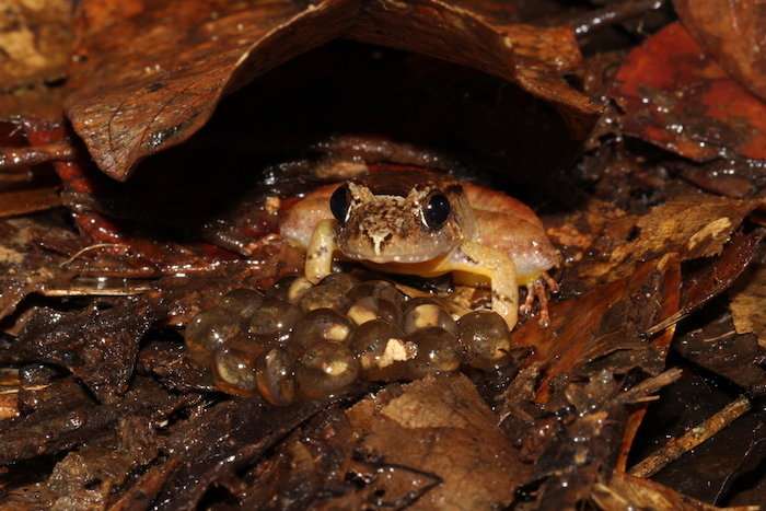 Extraordinary 'faithful father' revealed by study of smooth guardian frog of Borneo