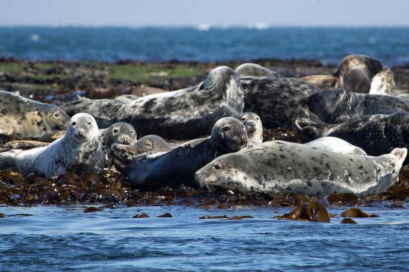 First evidence that seals can consume microplastics via their prey
