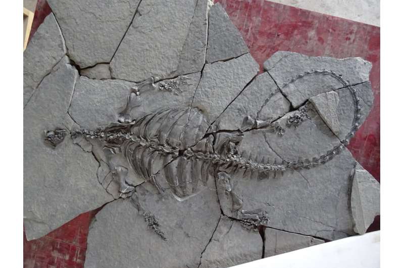 Fossil turtle didn't have a shell yet, but had the first toothless turtle beak