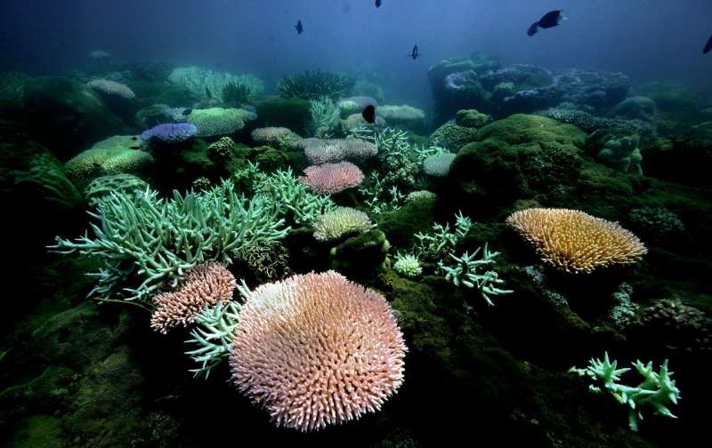 Great Barrier Reef corals can survive global warming for another century