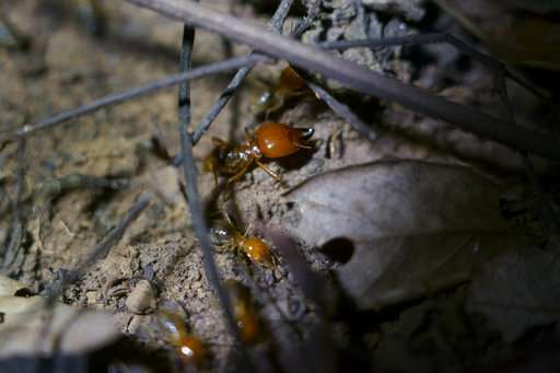 In Brazil backlands, termites built millions of dirt mounds