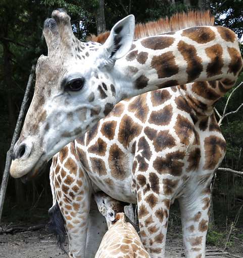 It's a girl,girl,boy,girl...! Baby boom at two-zoo partnership