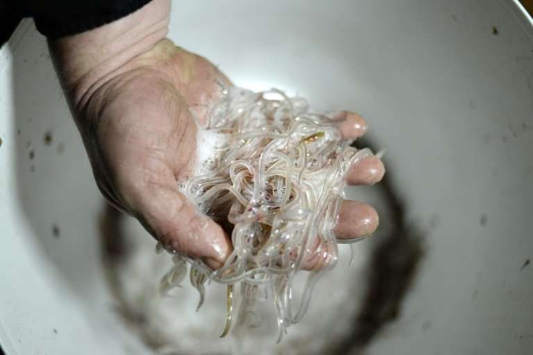 Law enforcement agencies estimate up to 350 million tiny glass eels are smuggled out of Europe each year