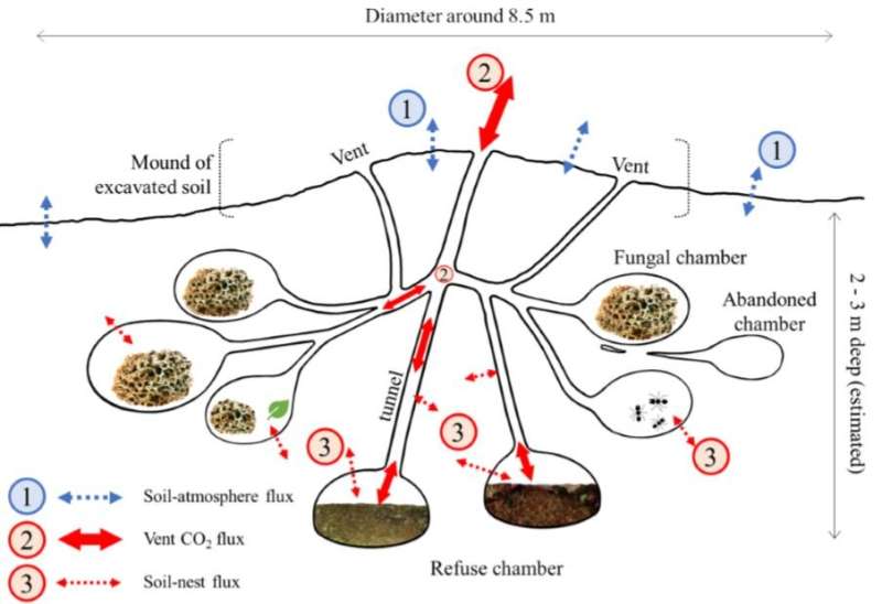 Leafcutter ant colonies may be an overlooked source of carbon dioxide emissions, new study finds