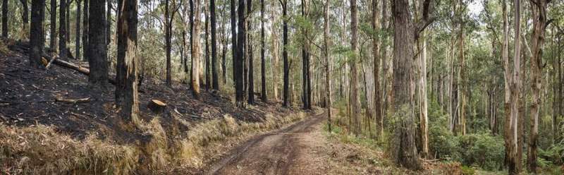 Logging burns conceal industrial pollution in the name of 'community safety'