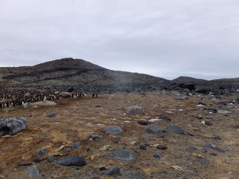 Mummified penguins tell of past and future deadly weather