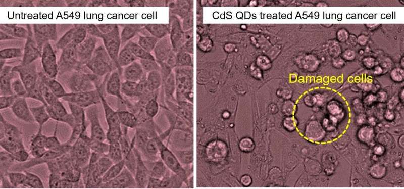 Nanoparticles derived from tea leaves destroy lung cancer cells: Quantum dots have great potential