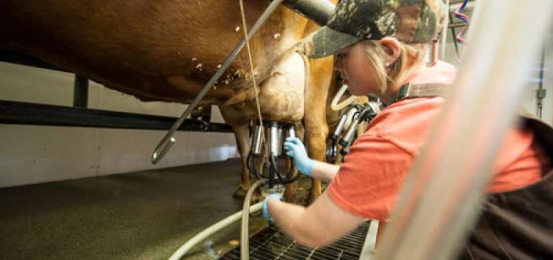 New blood test reveals susceptibility to costly disease in dairy cows