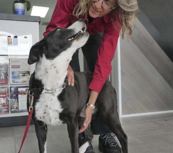 New gene-therapy eases chronic pain in dogs; human trials underway