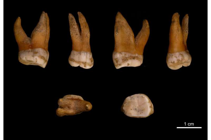 New insights into the late history of Neandertals