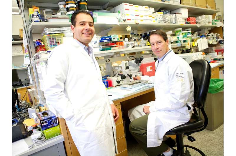 Newly discovered gene may protect against heart disease