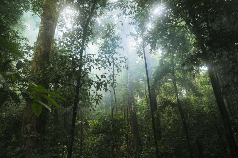 New research finds tall and older Amazonian forests more resistant to droughts