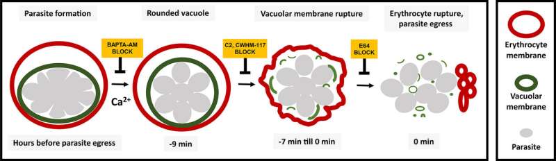 NIH researchers identify sequence leading to release of malaria parasites from red blood cells