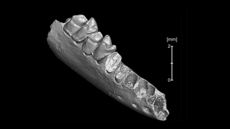 Oldest-known ancestor of modern primates may have come from North America, not Asia