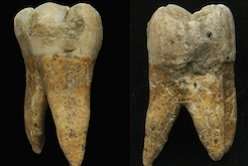 Prehistoric teeth give up their secrets