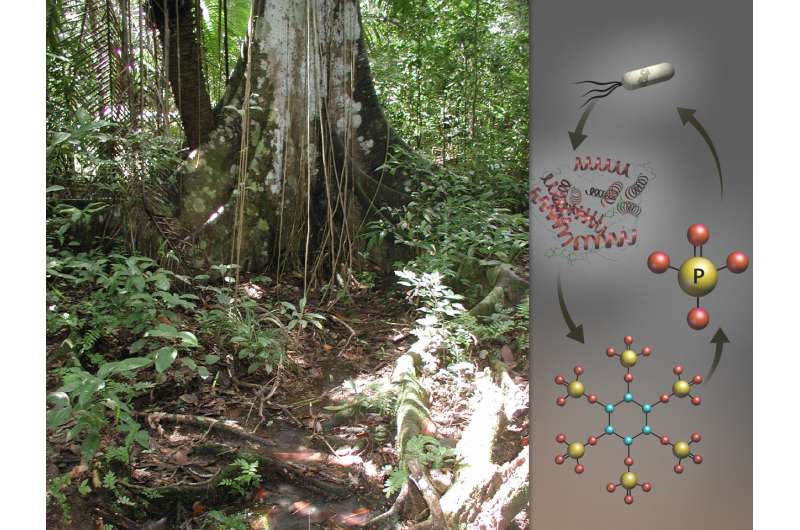 Researchers reveal how microbes cope in phosphorus-deficient tropical soil