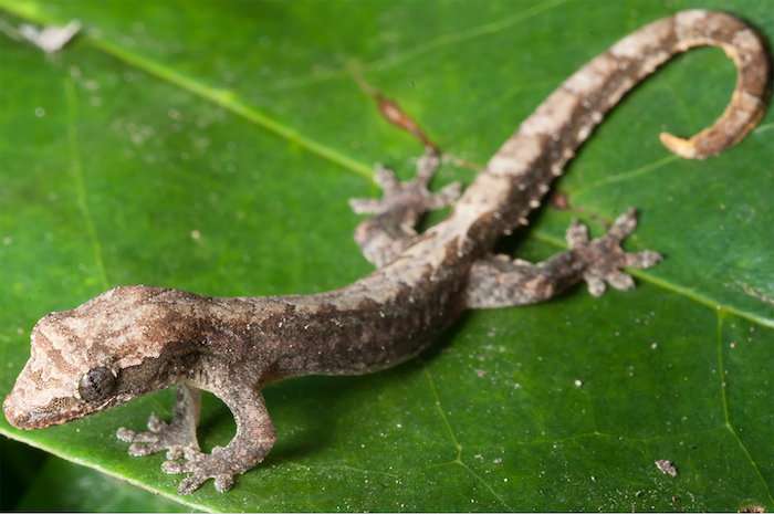 Research reveals swaths of Asia inhabited by surprisingly related 'Lizards of the Lost Arcs'