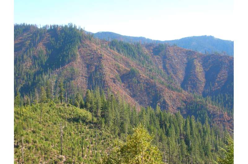 Salvage logging, planting not necessary to regenerate Douglas firs after Klamath fires