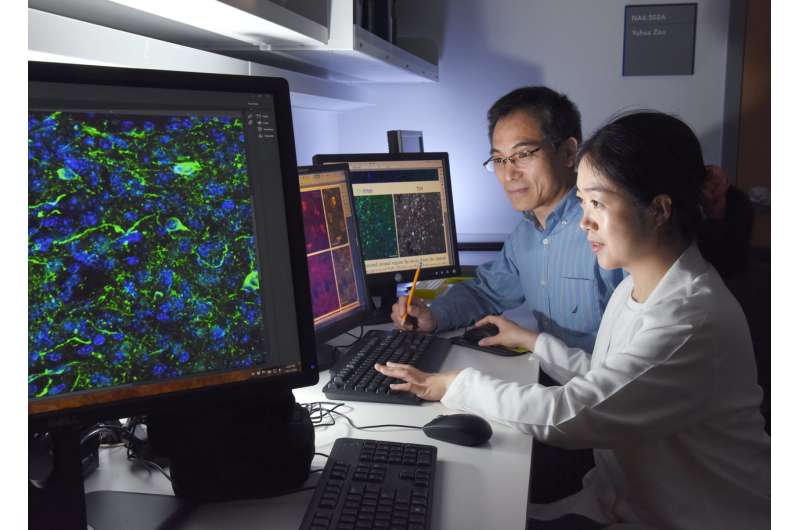 科学家们意外地将成熟的小鼠GABA神经元重新编程成多巴胺能样神经元