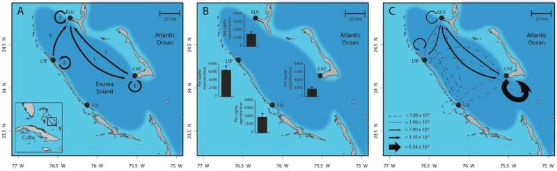 Scientists link ocean dispersal of baby fish with ecology of adults