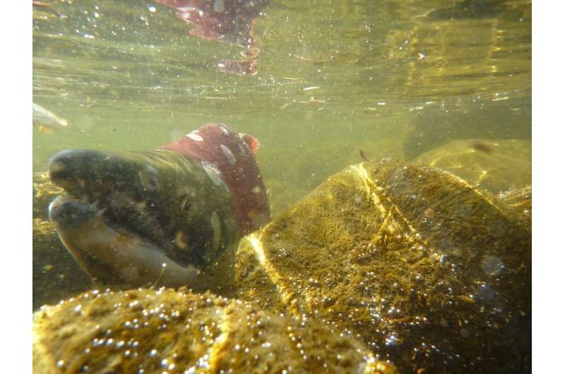 Scientists study spawning salmon through a riverbed lens