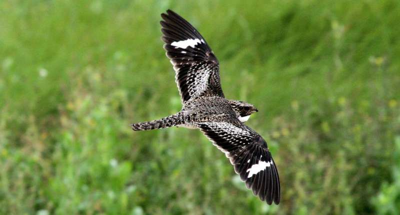 Scientists track nighthawks’ migration route in search of clues to species’ steep decline