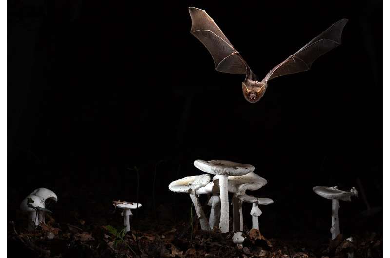 Scientists unlock the molecular secret behind long-lived bat species