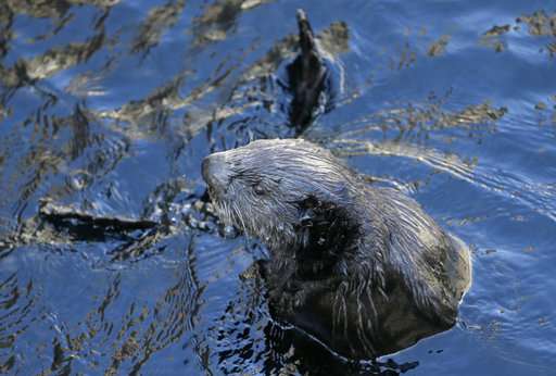 Sea otters 'stuck' despite comeback in California