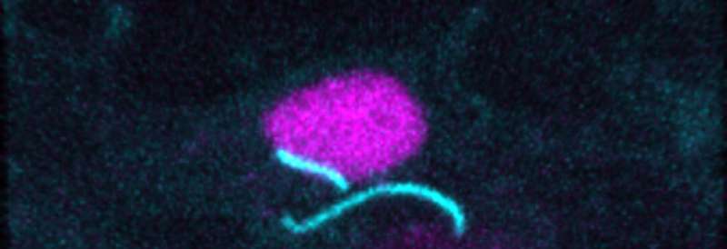 Seeing is believing: Monitoring real time changes during cell division