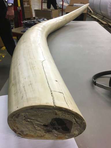 Seized ivory probed for clues that could help save elephants