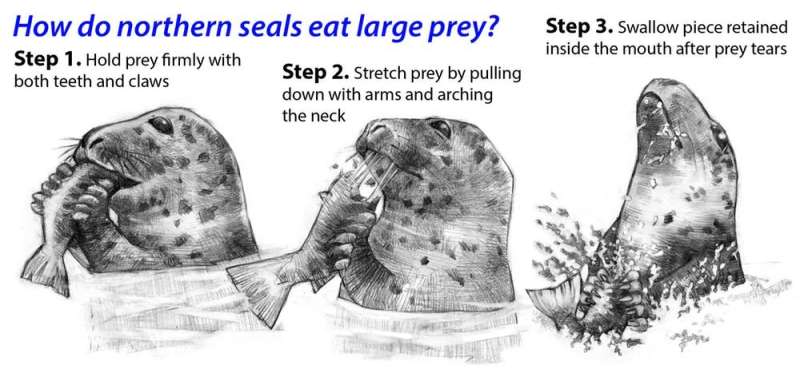 Sharp claws helped ancient seals conquer the oceans