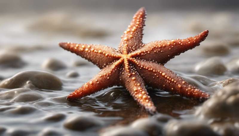 Starfish can see in the dark (among other amazing abilities)