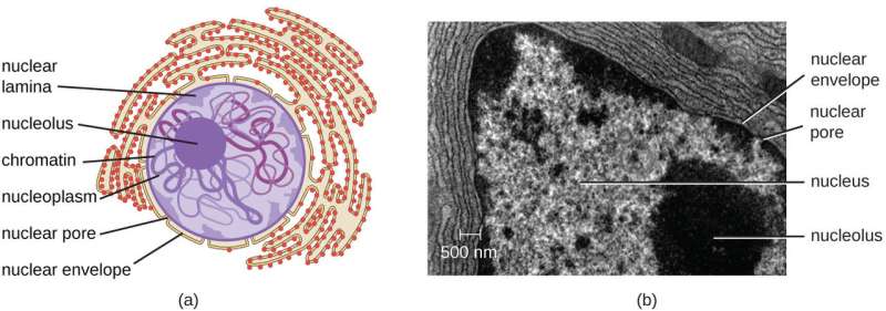 Synthetic organelle shows how tiny puddle-organs in our cells work