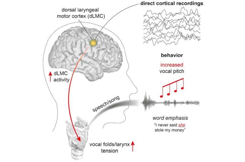 The neuroscience of human vocal pitch