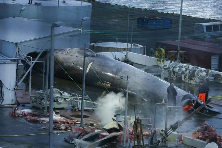 This handout photo shows what Sea Shepherd claims is a Blue whale awaiting slaughter at the Hvalur hf whaling station in Iceland
