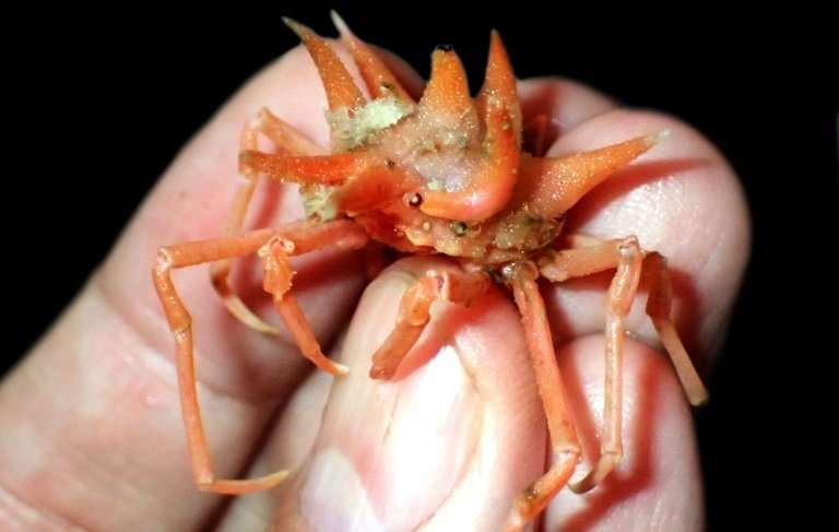 Three new species of spider crabs were discovered during the expedition, the scientists said in a statement