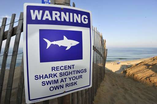 Was a great white shark to blame for Cape Cod attack?