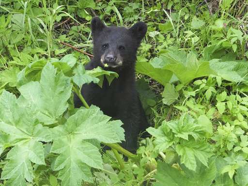 What does a bear do in the Alaska woods? Disperse seeds