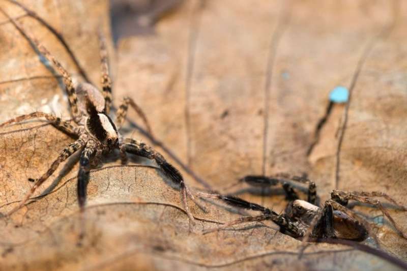 What's a spider's favorite color? Study finds surprising answers
