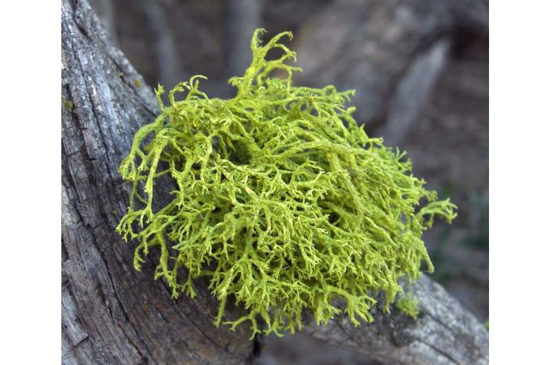 When it comes to genes, lichens embrace sharing economy