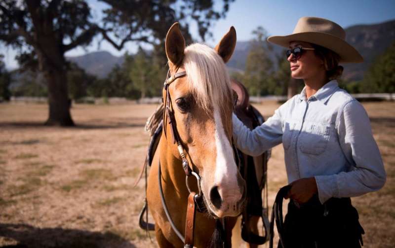 Wild horses living on the Channel Islands face an uncertain future on the mainland