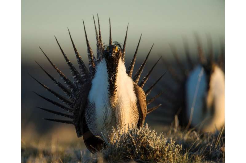 Researchers study how well greater sage grouse habitat protects other species